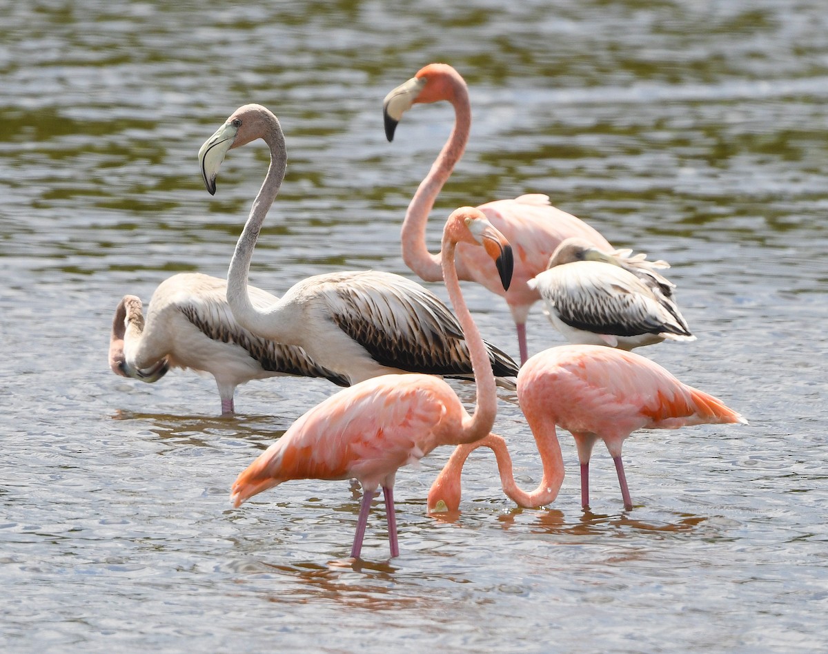 American Flamingo - Elizabeth Hawkins
