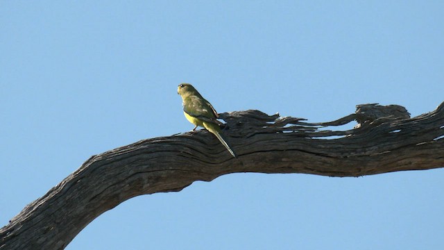 Elegant Parrot - ML608340847