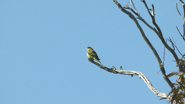 Elegant Parrot - ML608340851