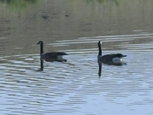 Canada Goose - Zachary Peterson