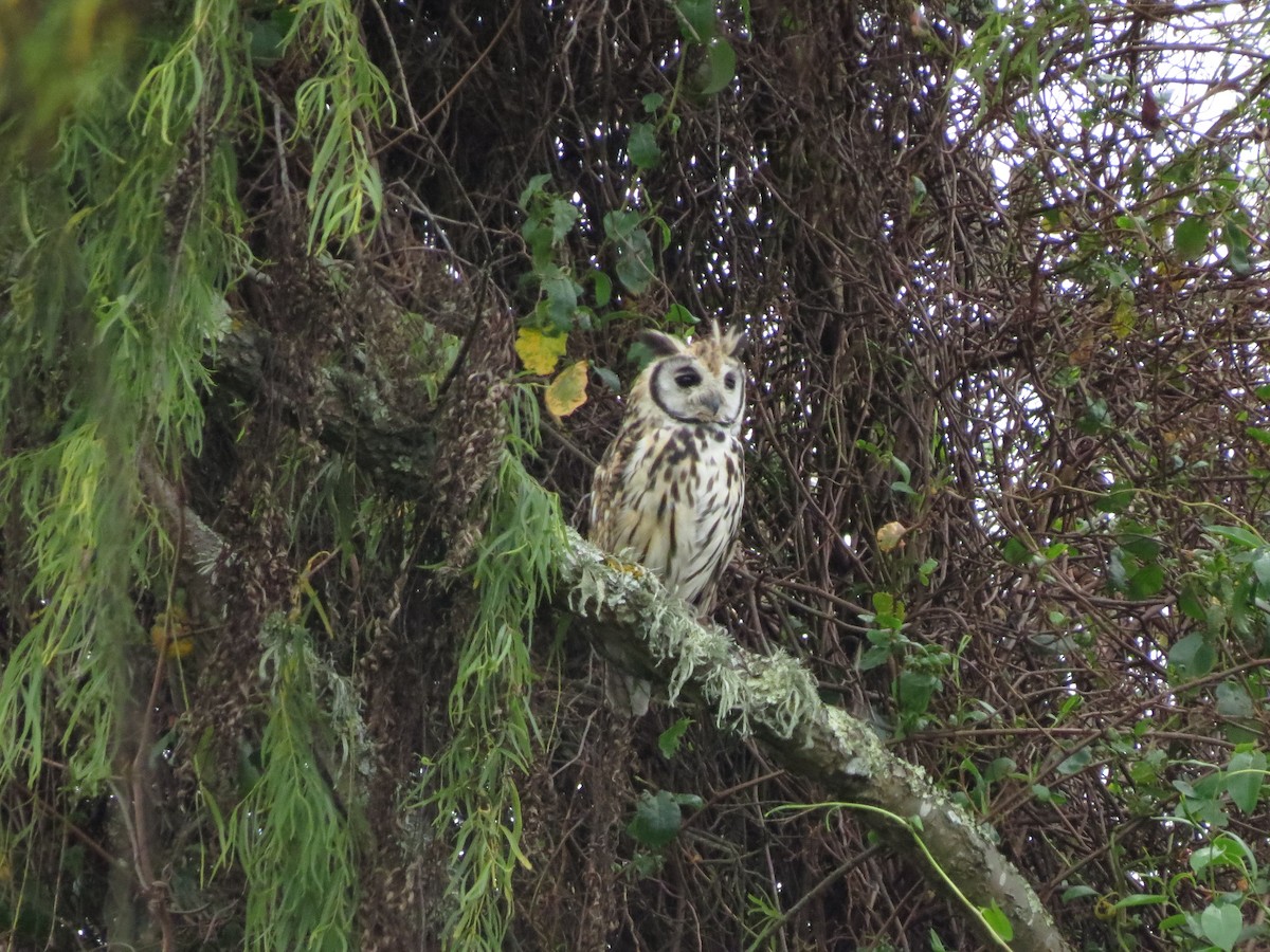 Striped Owl - ML608340859