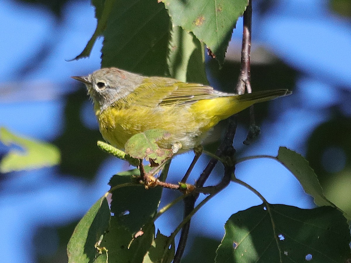 Nashville Warbler - Alec McCallum