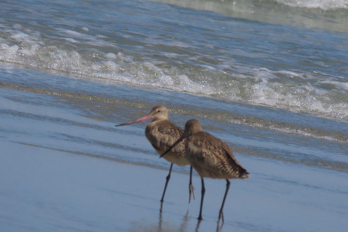 Marbled Godwit - ML608340899