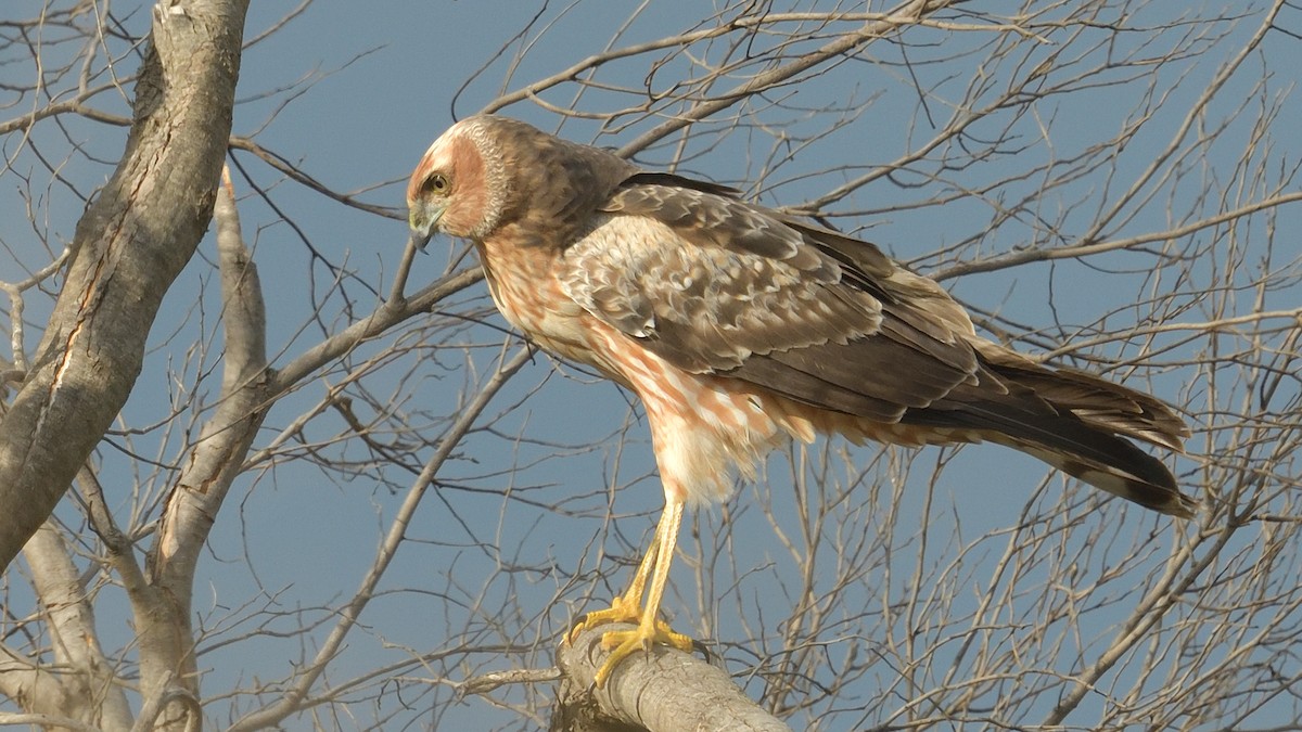 Spotted Harrier - Elaine Rose