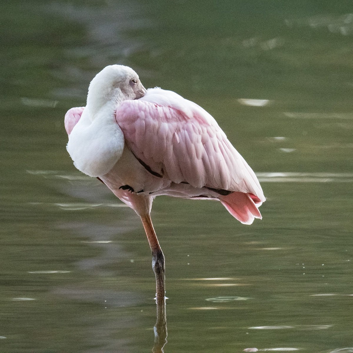 Roseate Spoonbill - ML608340961