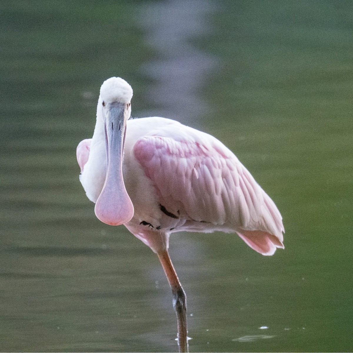 Roseate Spoonbill - ML608340962