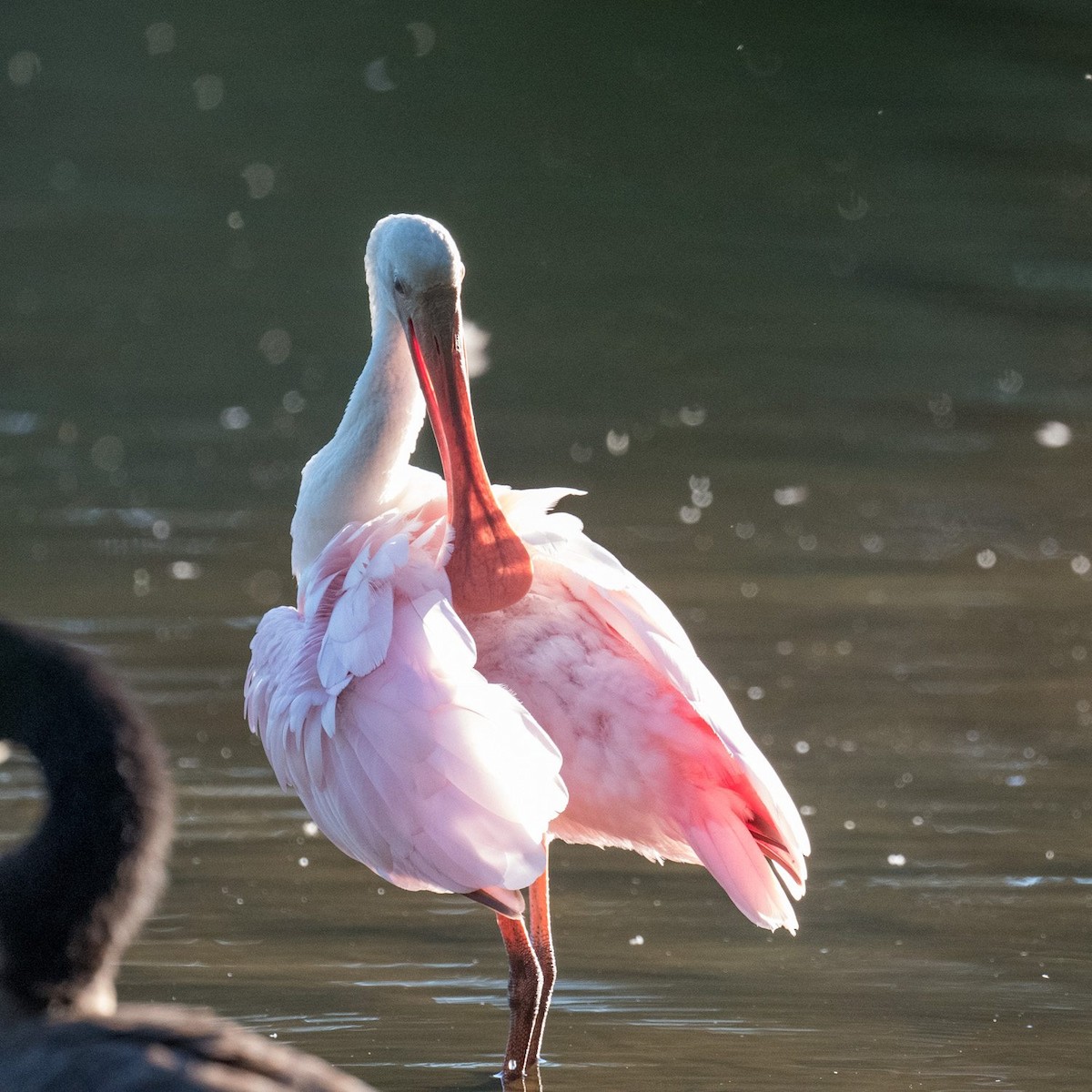 Roseate Spoonbill - ML608340968