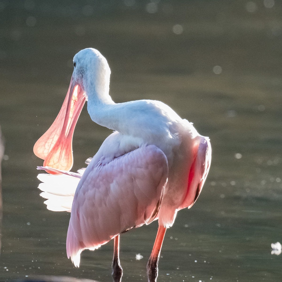Roseate Spoonbill - ML608340969