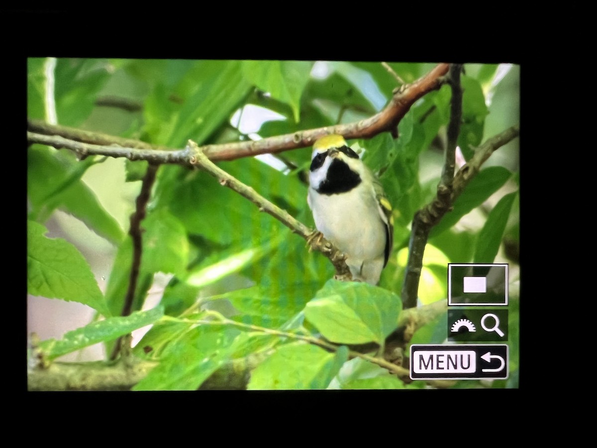 Golden-winged Warbler - Jeff Ellerbusch