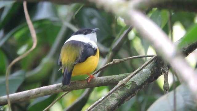 Manakin à col blanc - ML608341099