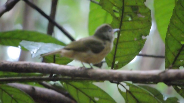 Ochre-bellied Flycatcher - ML608341114