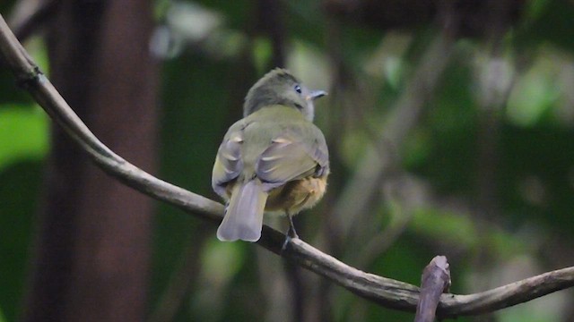 Ochre-bellied Flycatcher - ML608341118