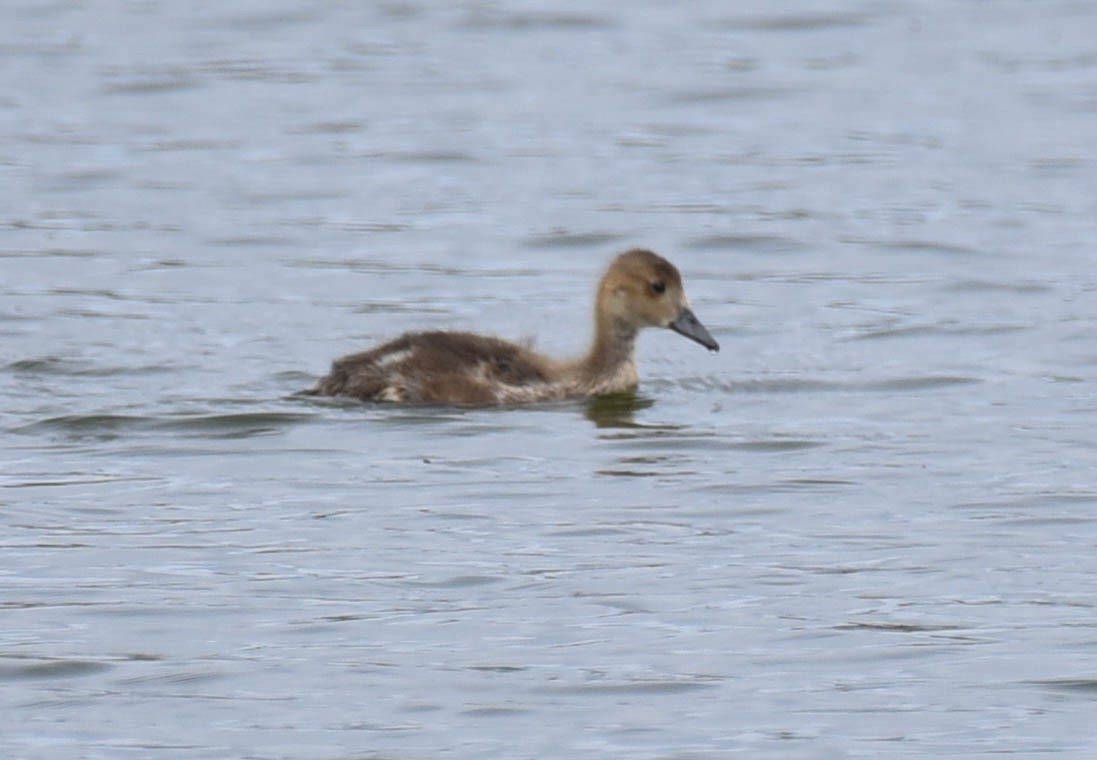 American Wigeon - ML608341123