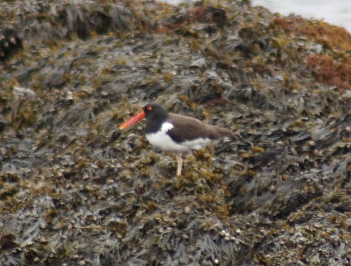 American Oystercatcher - Dan Ober