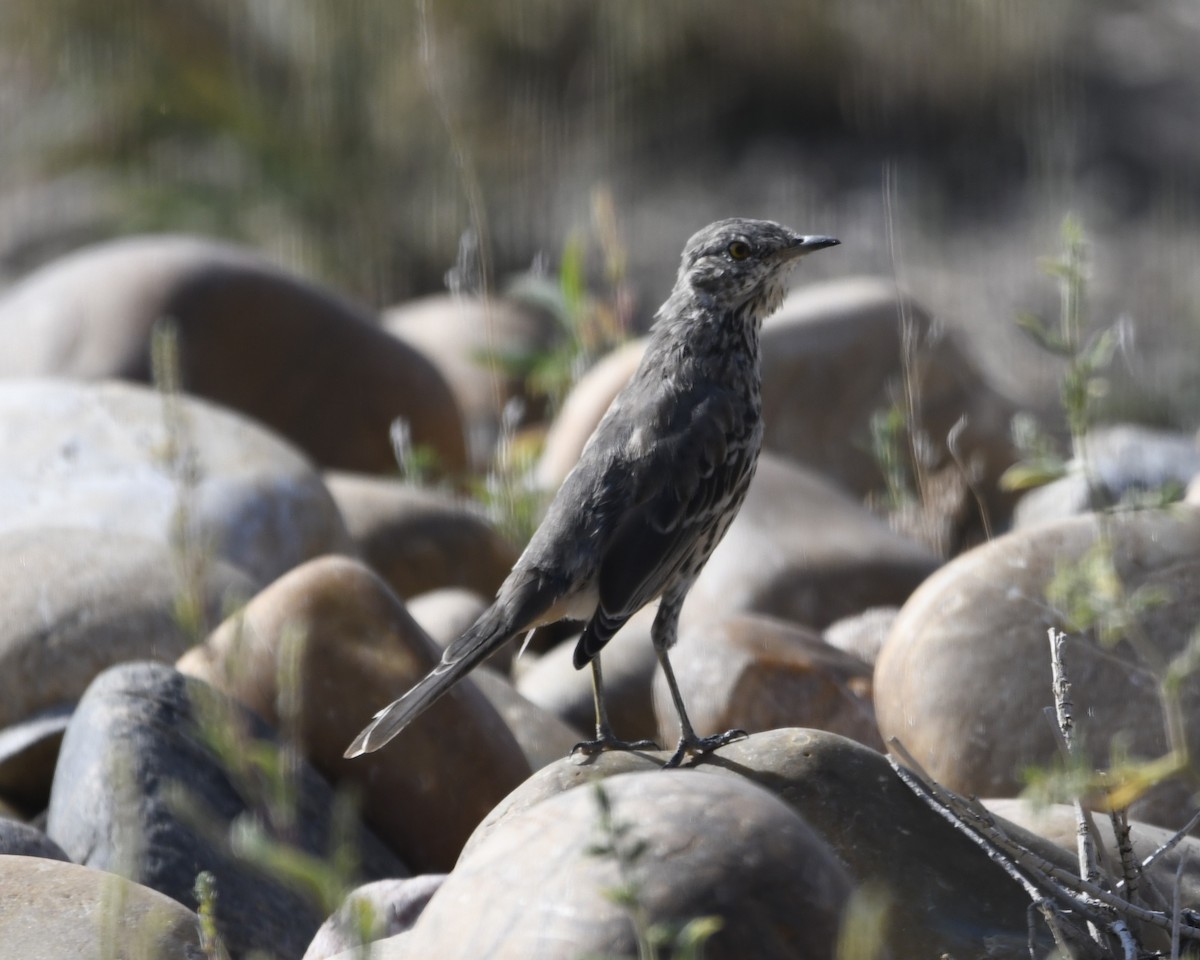 Sage Thrasher - Zachary Peterson