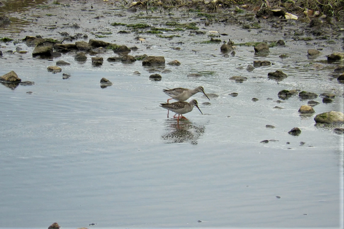 Spotted Redshank - Abel Ojugas Diaz