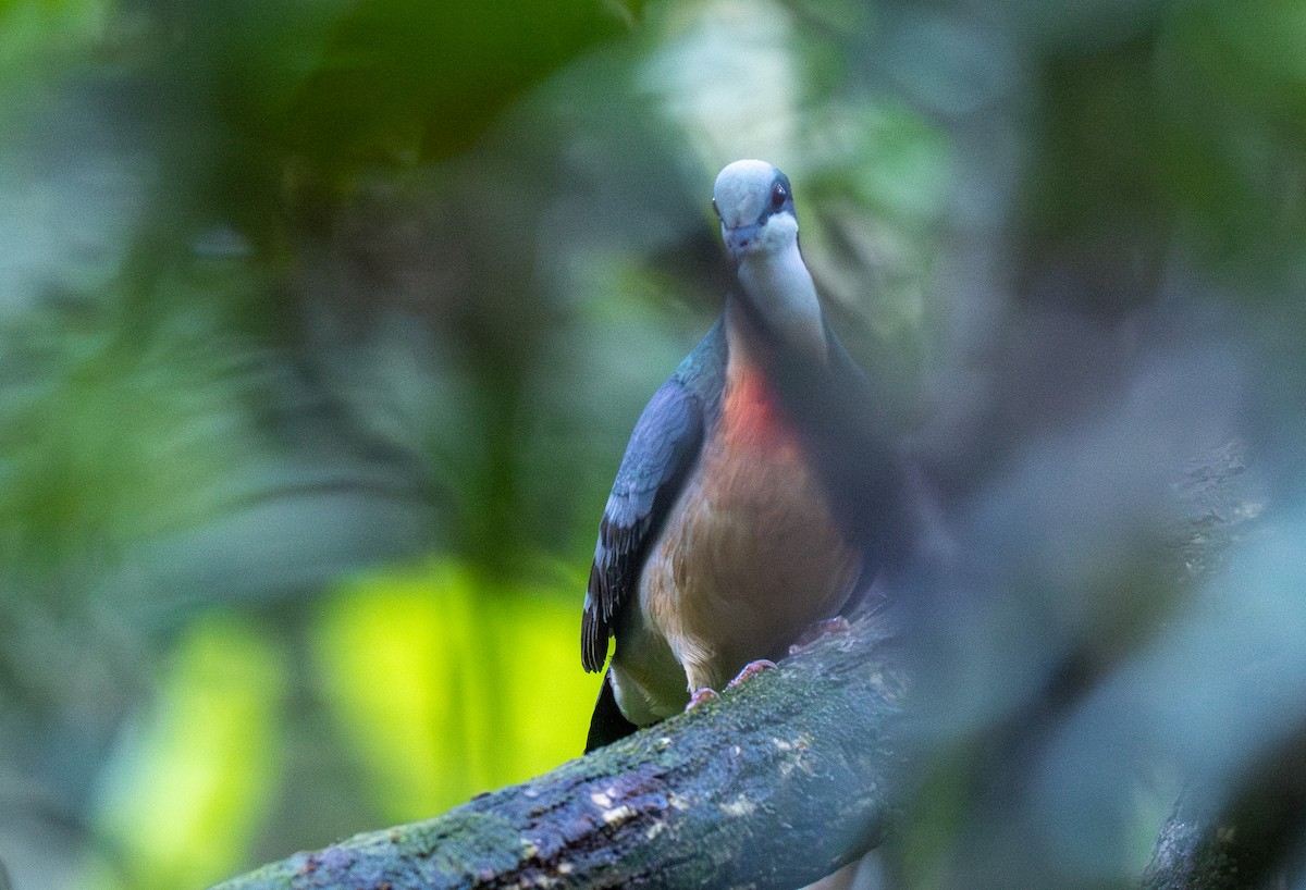 Luzon Bleeding-heart - Forest Botial-Jarvis