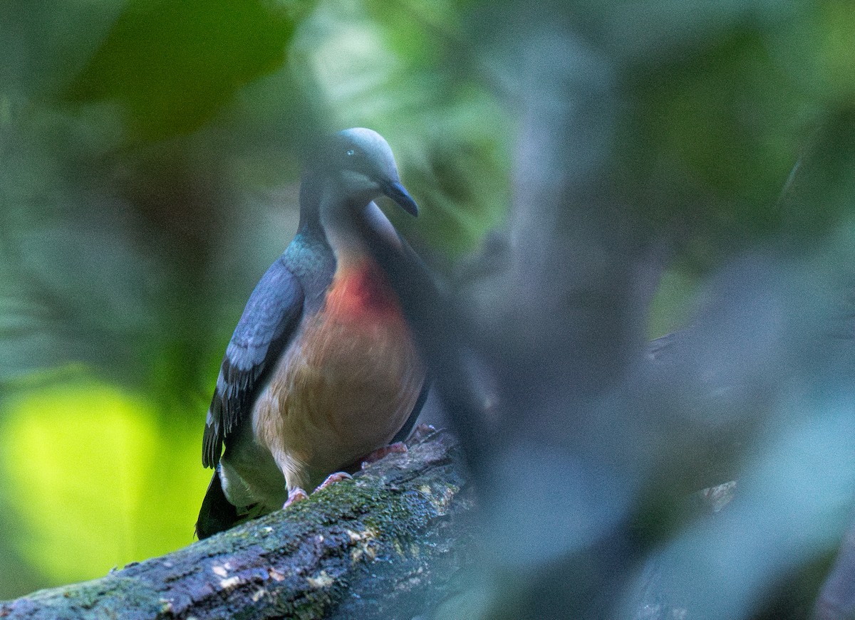 Luzon Bleeding-heart - ML608341474