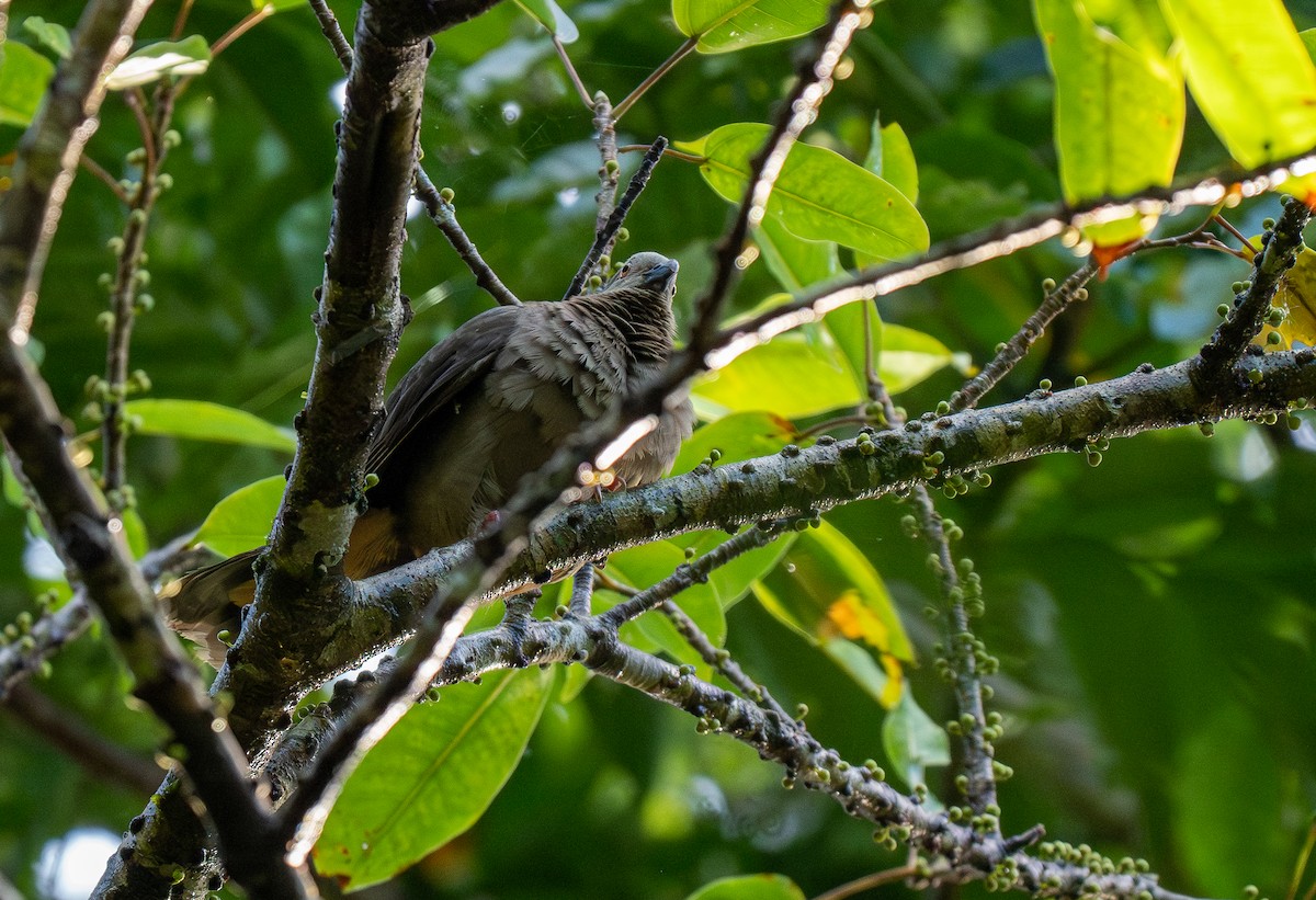 Ametist Esmer Kumrusu (amethystinus/imeldae) - ML608341507