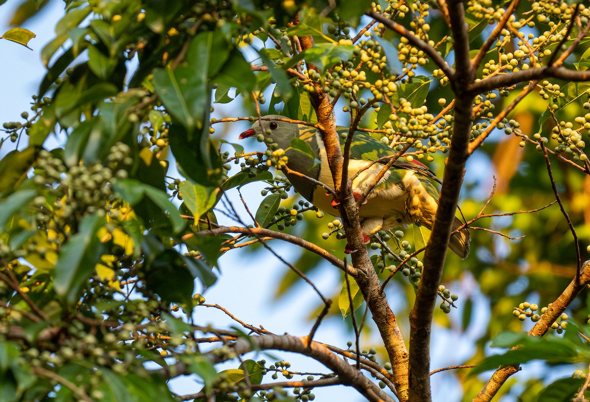 Cream-breasted Fruit-Dove - ML608341542