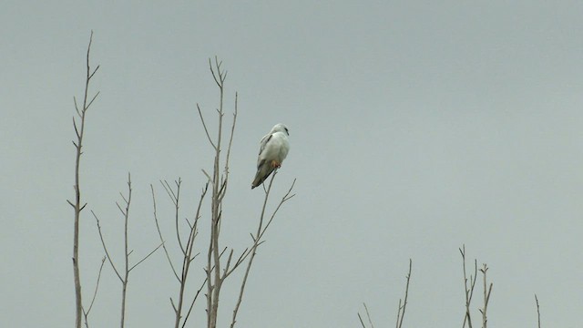 Black-shouldered Kite - ML608341572