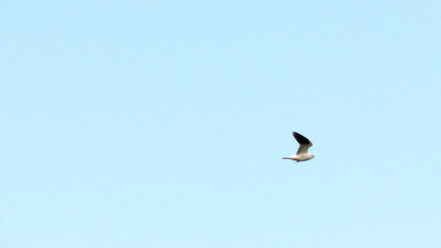 Black-shouldered Kite - ML608341583
