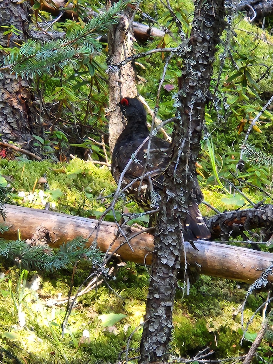 Spruce Grouse - Chris Doupe