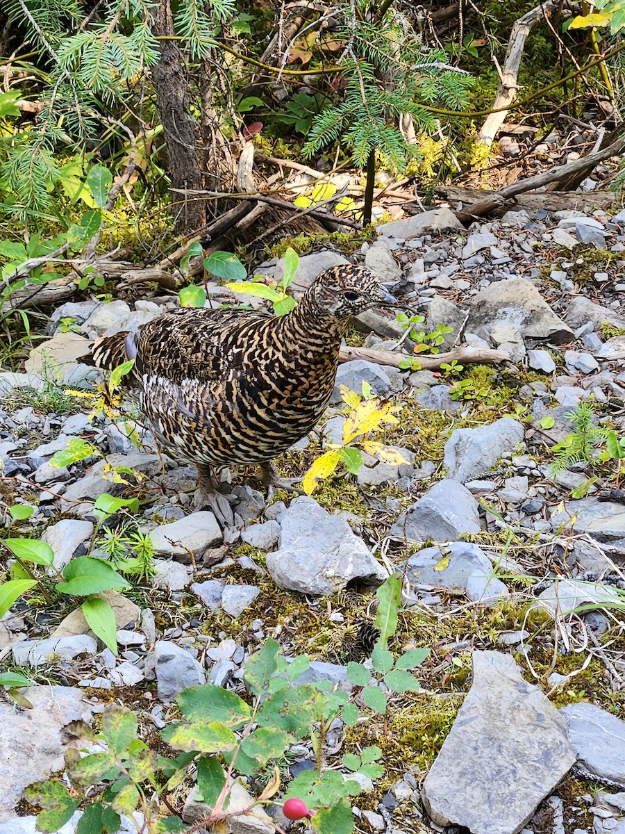 Gallo Canadiense - ML608341623