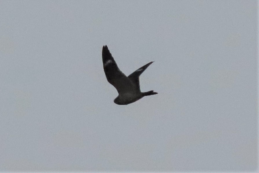 Common Nighthawk - Margaret Viens