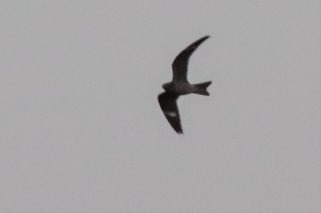 Common Nighthawk - Margaret Viens