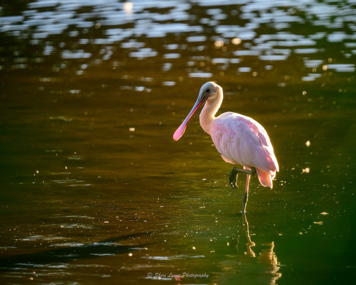 Roseate Spoonbill - ML608341673