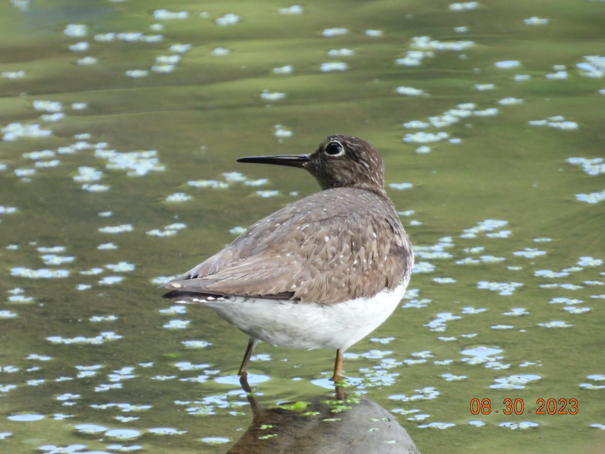 Solitary Sandpiper - ML608341764