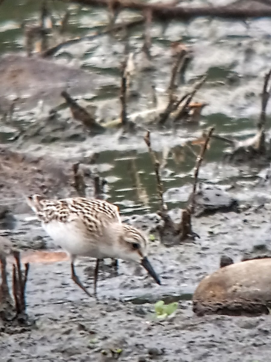 Semipalmated Sandpiper - ML608341822