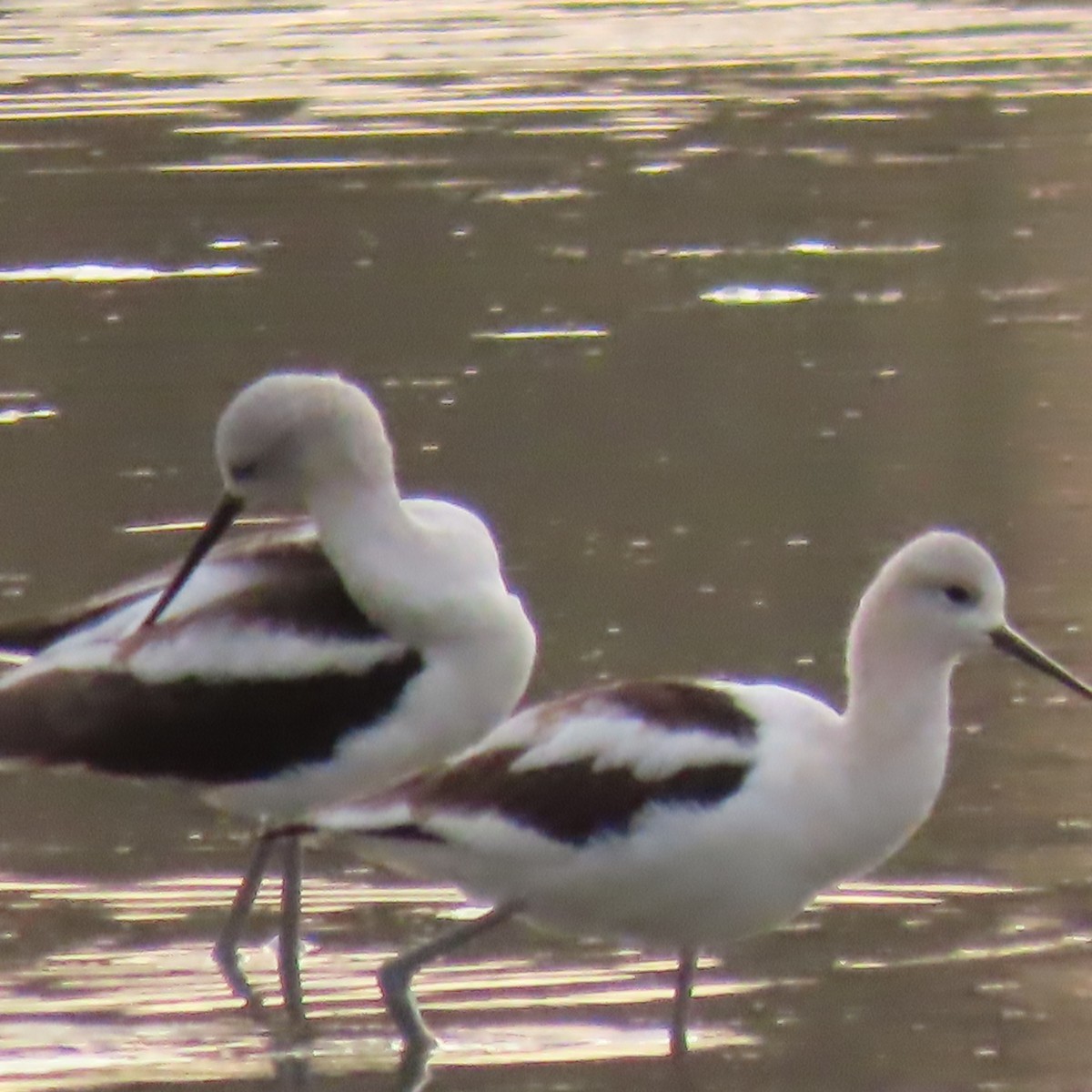 American Avocet - ML608341833