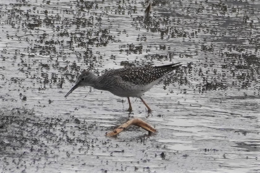 Lesser Yellowlegs - ML608341835