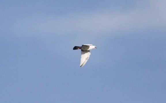 Rock Pigeon (Feral Pigeon) - ML608341850