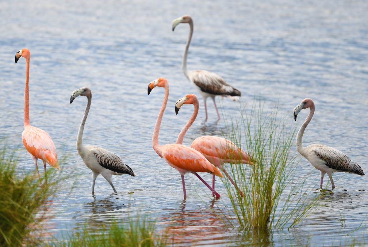American Flamingo - Elizabeth Hawkins