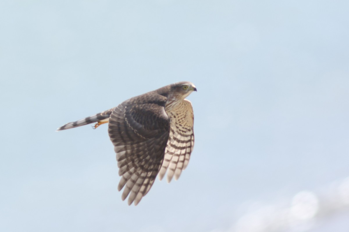 Sharp-shinned Hawk (Northern) - ML608342038