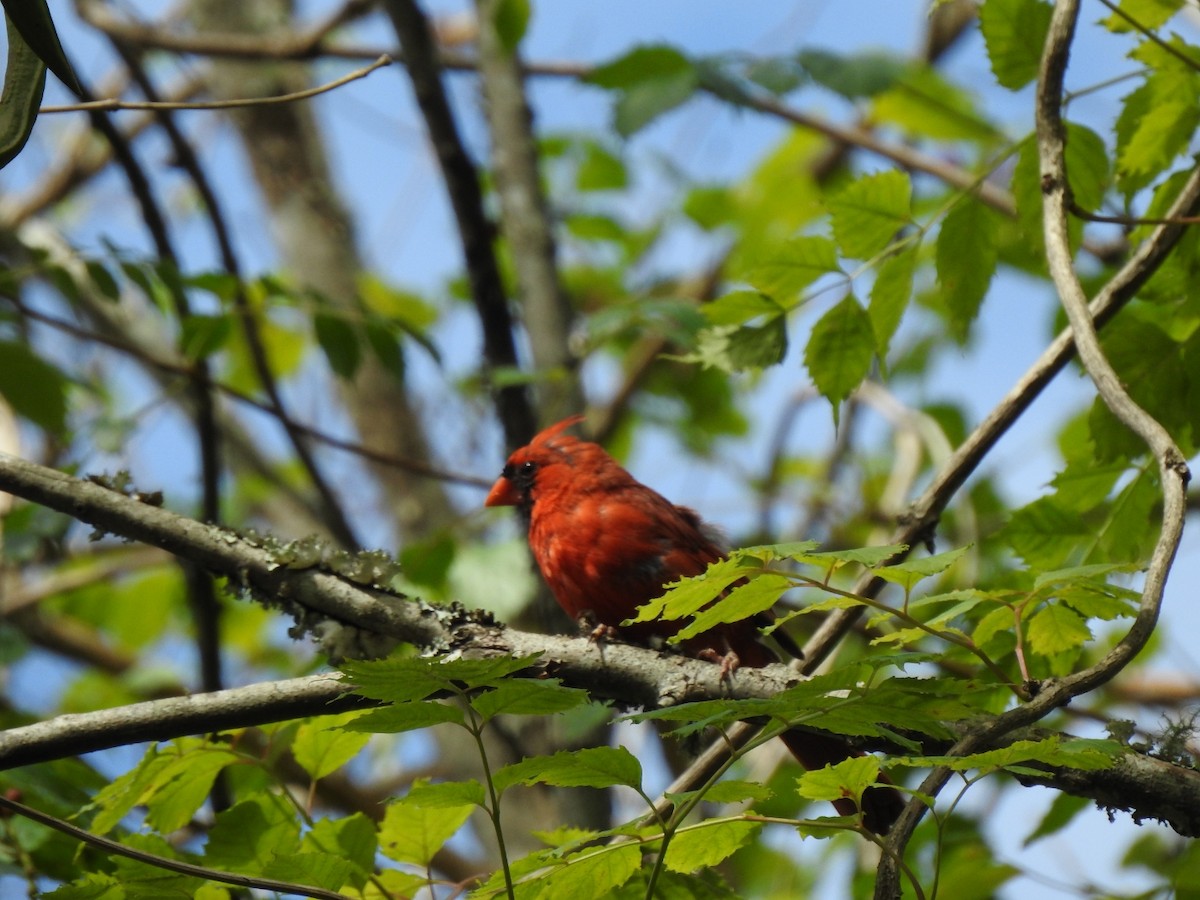 Northern Cardinal - ML608342040