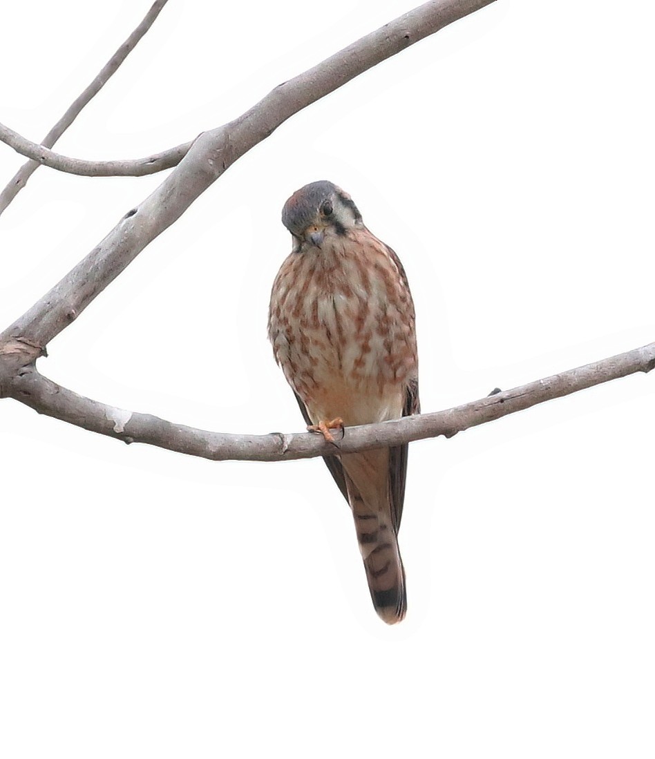 American Kestrel - ML608342109