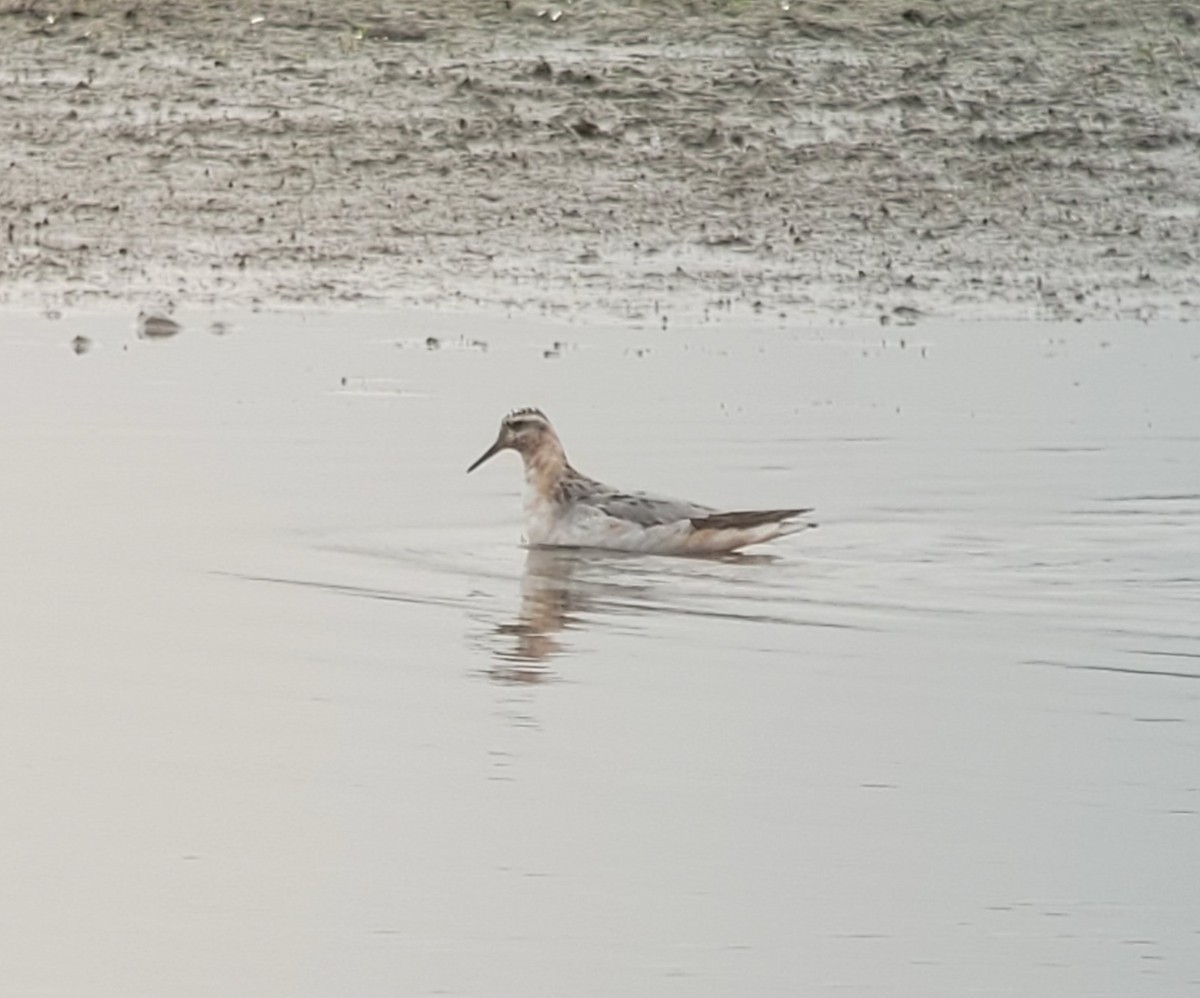 Phalarope à bec large - ML608342173