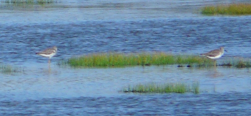 Greater Yellowlegs - ML608342227