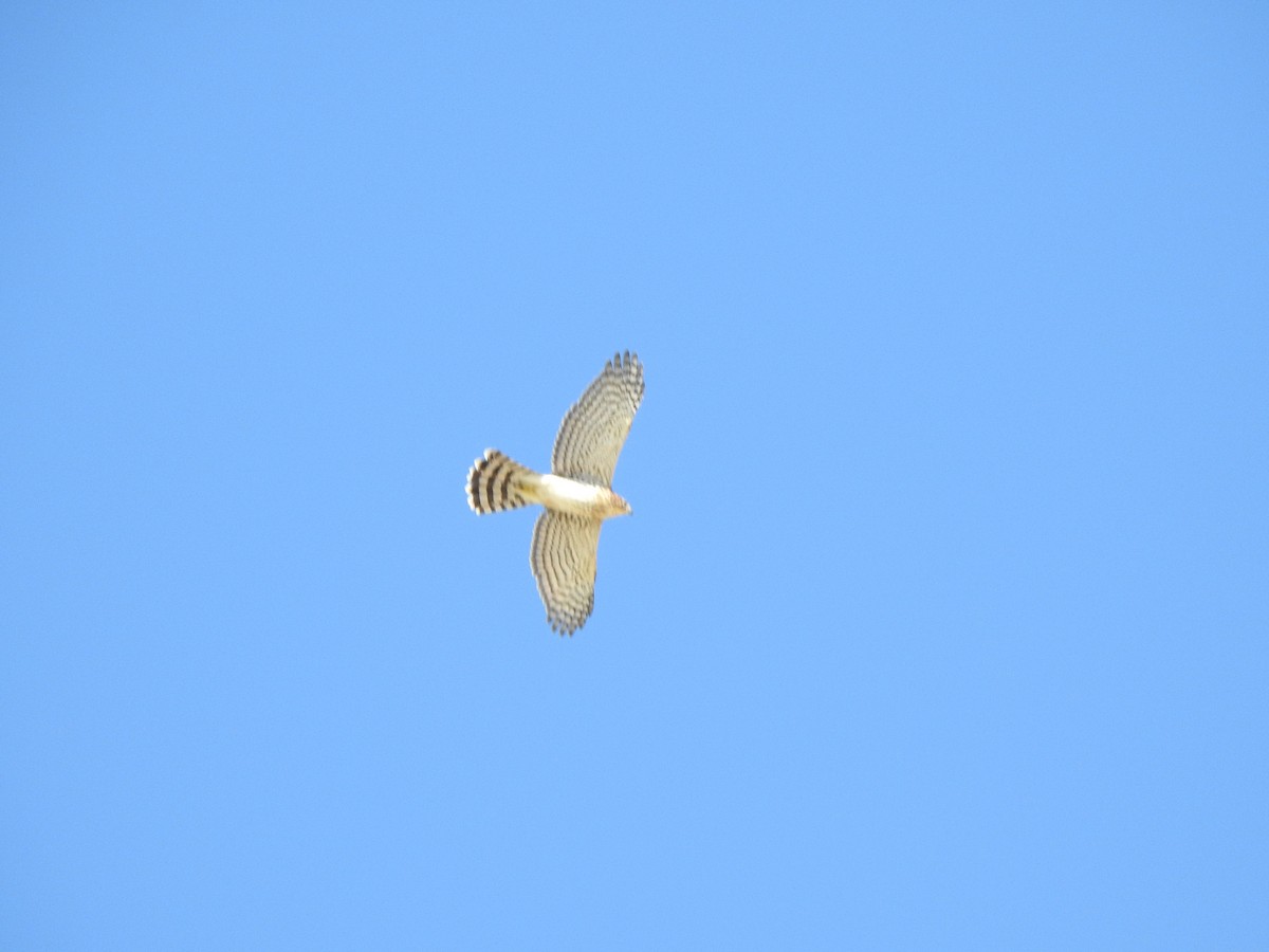 Cooper's Hawk - ML608342475