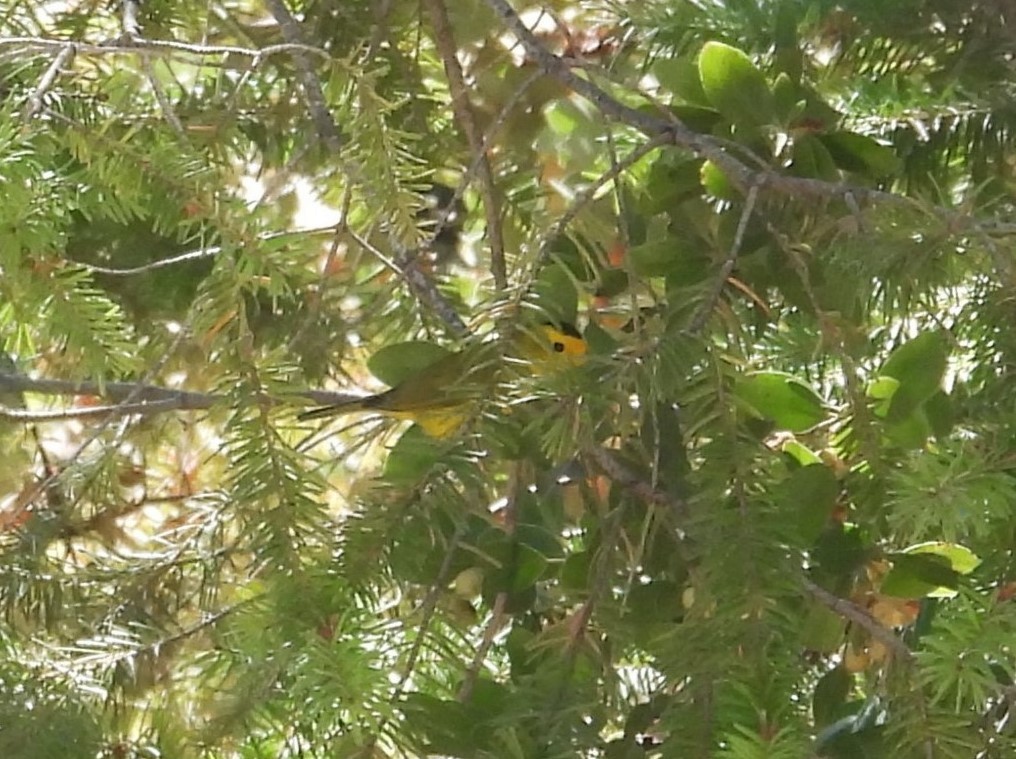 Wilson's Warbler - ML608342504