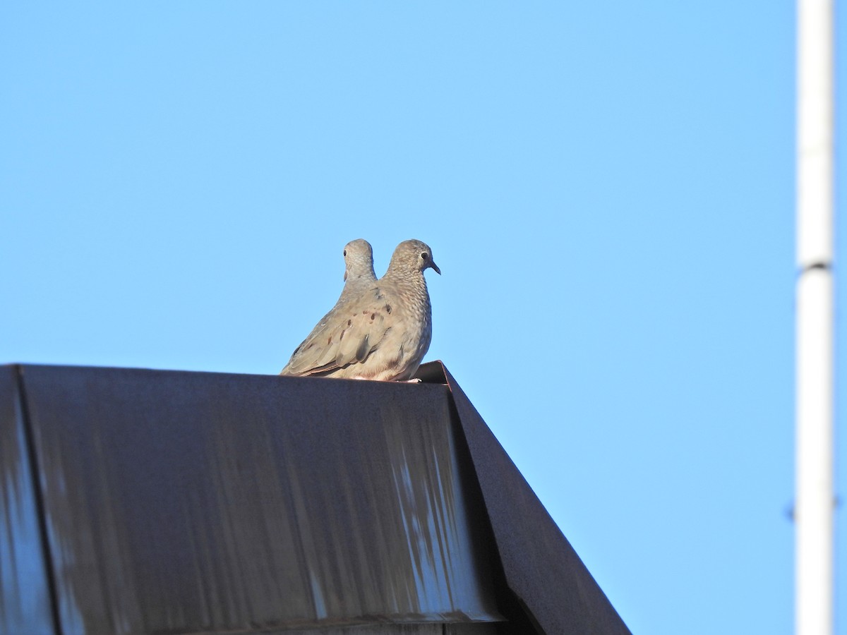 Common Ground Dove - ML608342531