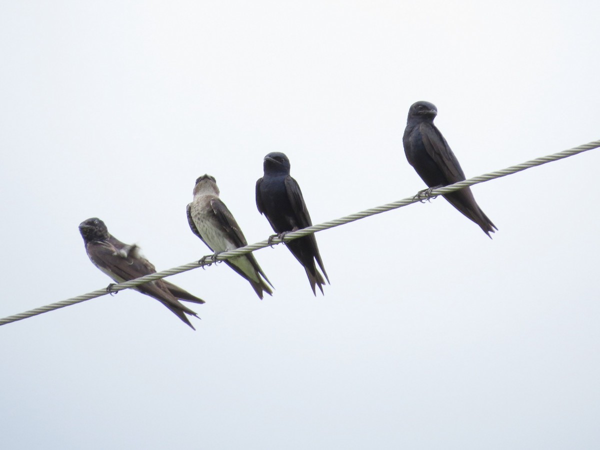 Purple Martin - ML608342674