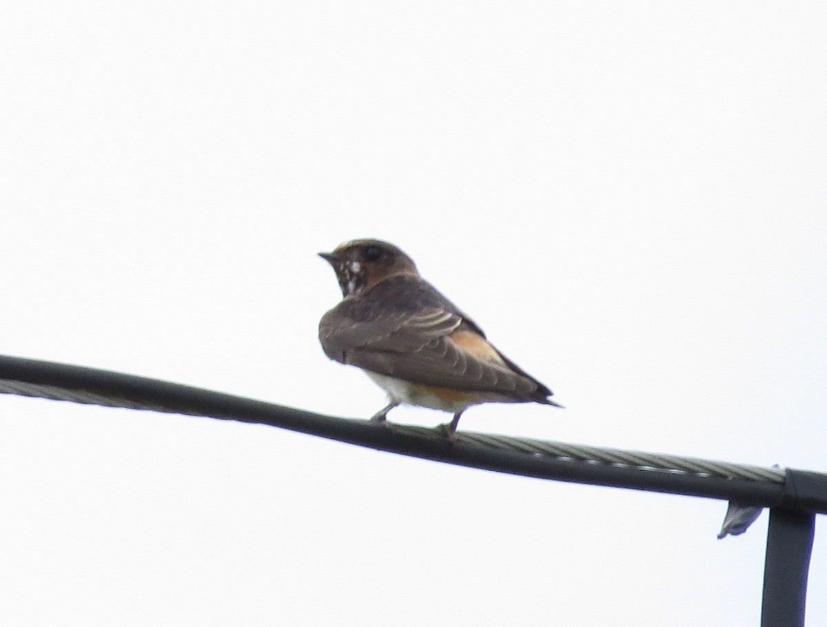 Cliff Swallow - ML608342687