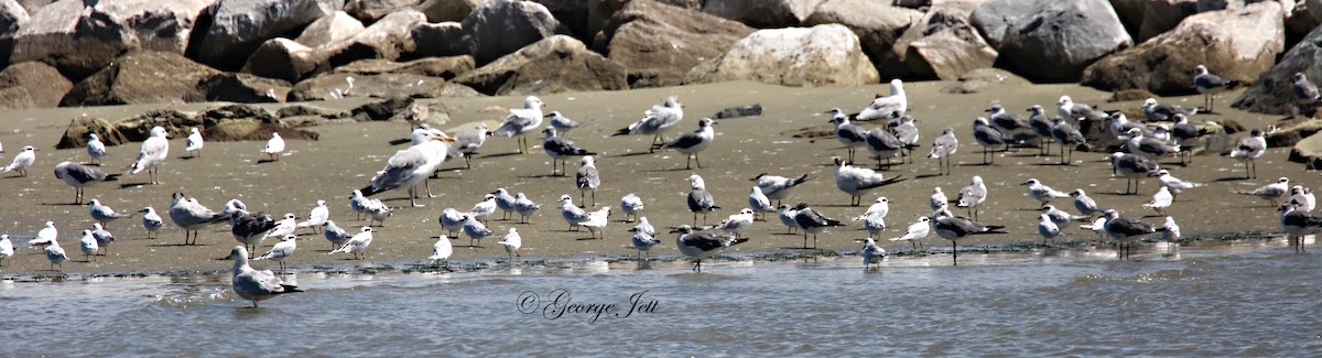 Forster's Tern - ML608342704