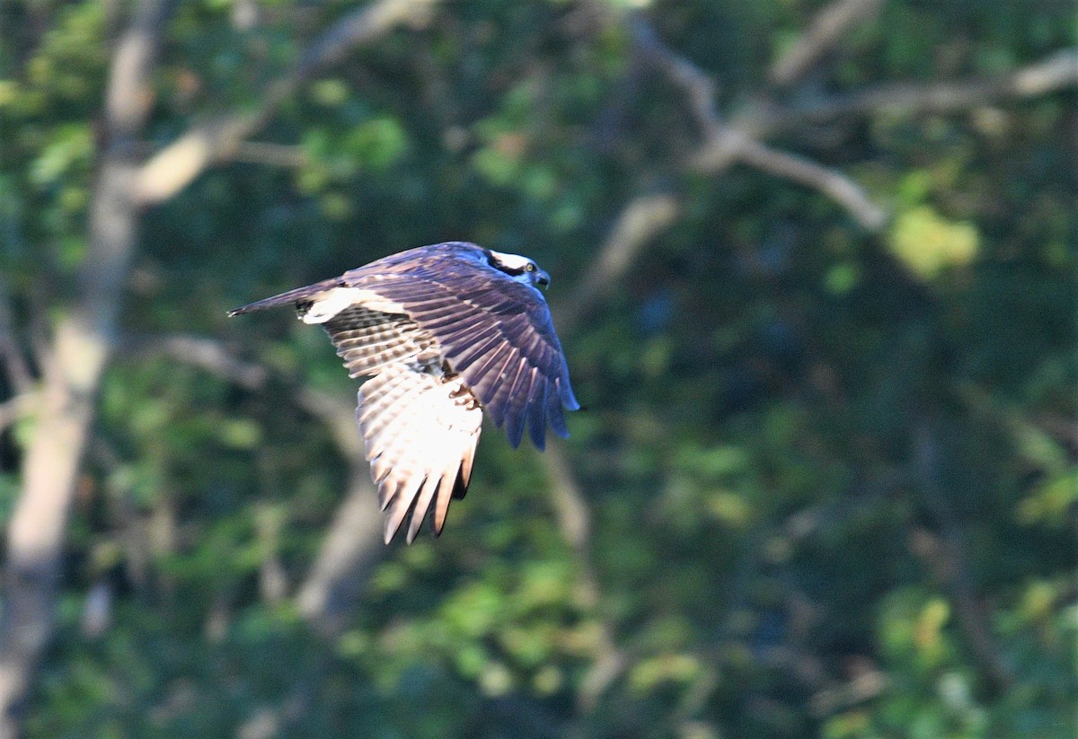 Osprey - ML608342721