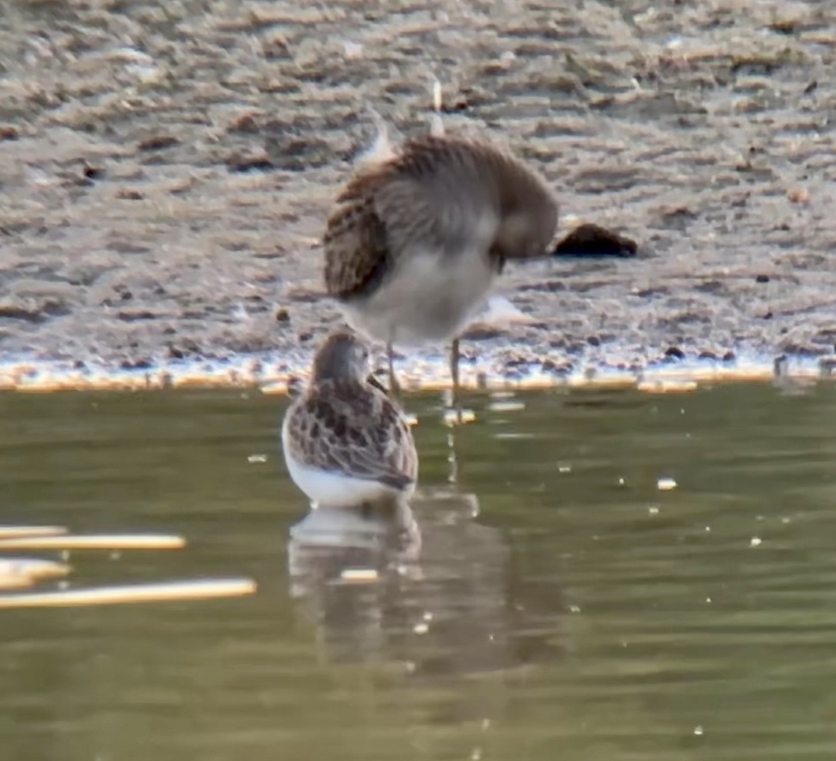 Western Sandpiper - ML608342722